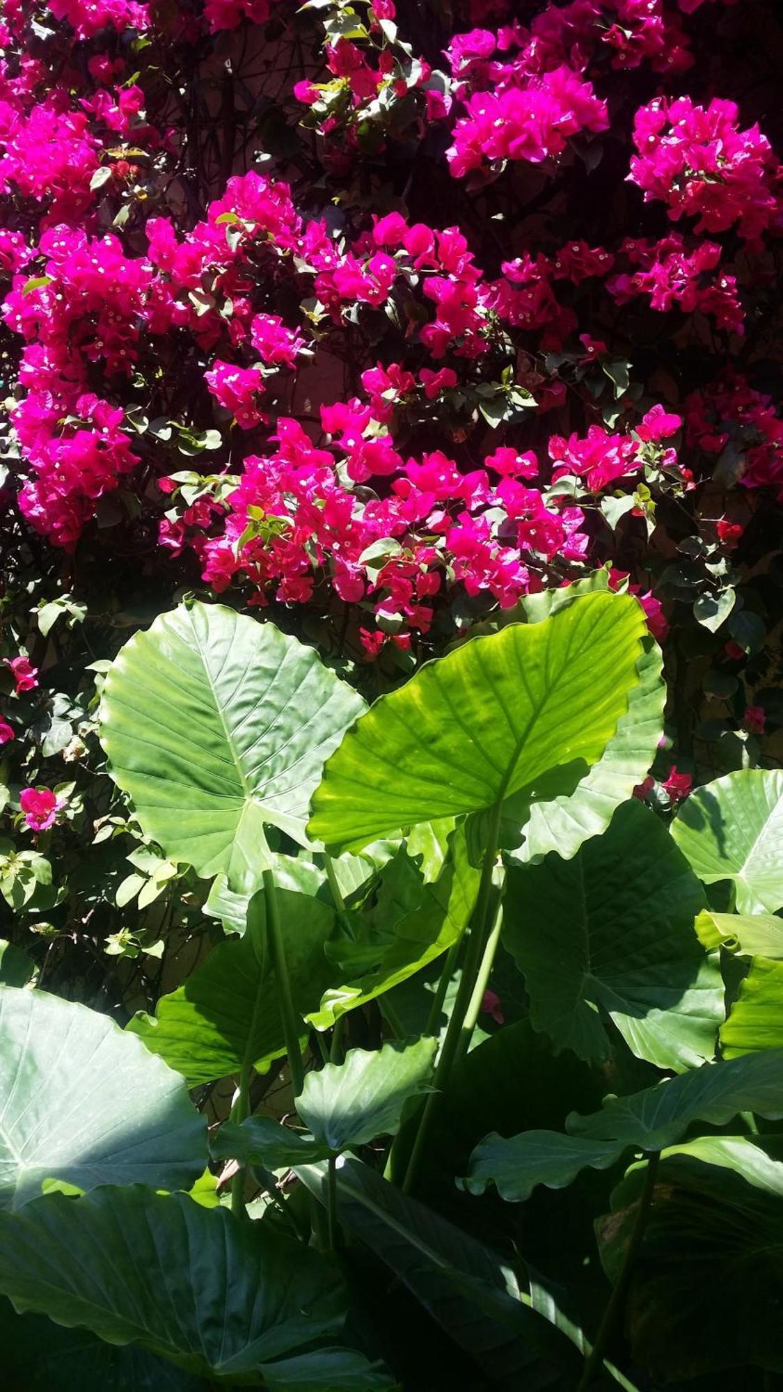 ורו ביץ' The Caribbean Court Boutique Hotel חדר תמונה